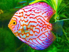 Get to know tropical fish